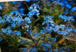 Forget Me Not Flower Seeds - £7.06 GBP