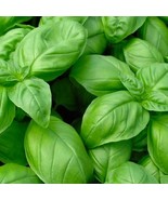 Genovese Basil 150 Seeds  - $9.00