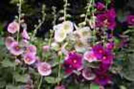 Indian Spring Heirloom Hollyhock Flower Seeds 10 Seeds - £8.02 GBP