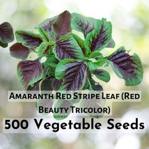 500 Seeds Edible Amaranth Red Stripe Leaf (red Beauty Tricolor) (500 mg) - $189.98 MXN