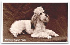 RPPC Cutest Miniature French Poodle Puppy Dog Real Photo Postcard A49 - £13.25 GBP