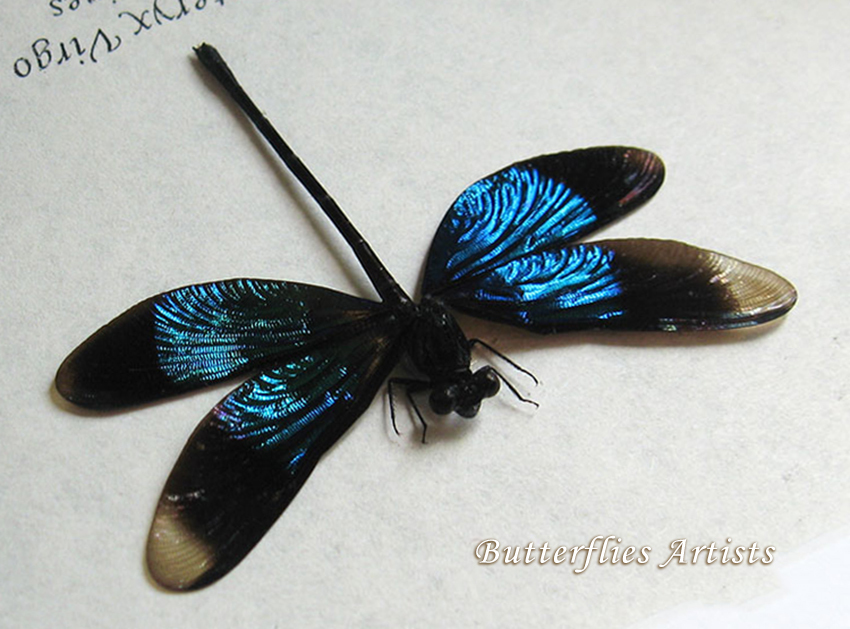 Real Dragonfly Sapphire Blue Damselfly Calopteryx Virgo Entomology Shado... - $48.99