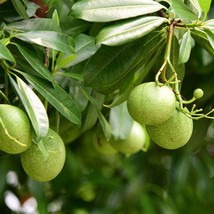 10 Tropical Seeds Bael Fruit Tree Plant Collectors Favorite Aegle Marmelos Fresh - $16.67