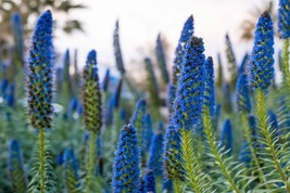 USA SELLER 50 Blue Pride Of Madeira Echium Candicans Fastuosum Nectar Flower See - £11.74 GBP