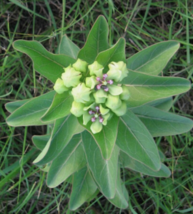 50 Pc Seeds Asclepias Viridis Flower, Green Antelopehorn Seeds for Planting | RK - £19.93 GBP