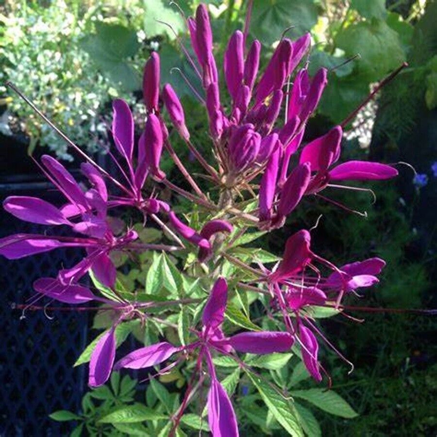 100 Bright Purple Spider Seeds Clome Spinosa Perennial Fresh Gardening - $8.98