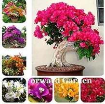 100 pcs Thailand Bougainvillea Seed - Mixed Purple Red White Orange ect Colors F - £8.24 GBP