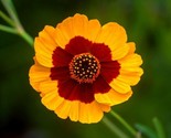 2000 Seeds Plains Coreopsis Seeds Native Wildflower Drought Heat Pollina... - £7.22 GBP
