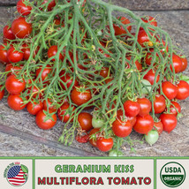 SEPTH 10 Geranium Kiss Multi-Flora Tomato Seeds, Organic, Genuine USA - $9.98