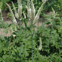 3 Black Cohosh Plants Actaea Racemosa Bare Root Organic Root Transplant ... - €11,32 EUR