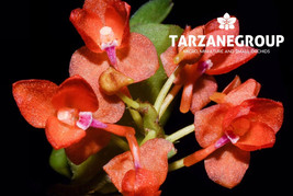 CERATOCENTRON FESSELII MINIATURE ORCHID MOUNTED - $33.00
