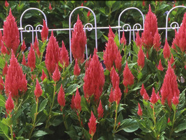 40 + Célosie Plumed Look Flamant Rose/Self-Seeding Annual Semences Florales - £11.36 GBP