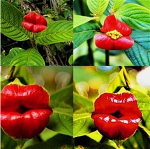 20 Seeds Red Lips Very Exotic Flower Plant - £6.57 GBP