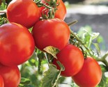 Marglobe Tomato Seeds Non-Gmo 50 Seeds Fast Shipping Fast Shipping - $8.99