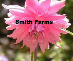 SL 25+ Seeds Pink Columbine Flowers Aquilegia Vulgaris Perennial Blooms Garden - £3.38 GBP