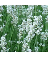 200 seeds  Lavandula angustifolia White Lavender Flower Seeds - £9.57 GBP