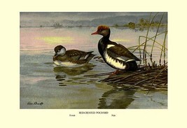 Red-Crested Pochard 20 x 30 Poster - £20.83 GBP