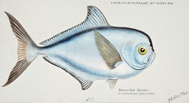 14533.Decor Poster print.Room art.Marine life drawing.Fish market wall design - £12.74 GBP+