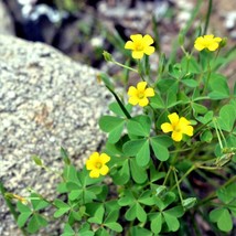 50 Seeds Yellow Wood Sorrel Oxalis Stricta Organic Lemon Clover SourgrasFrom US - $8.35