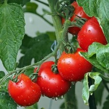 BPA 10 Ace 55 Tomato Seeds Heirloom Non Gmo Fresh From US - £7.18 GBP