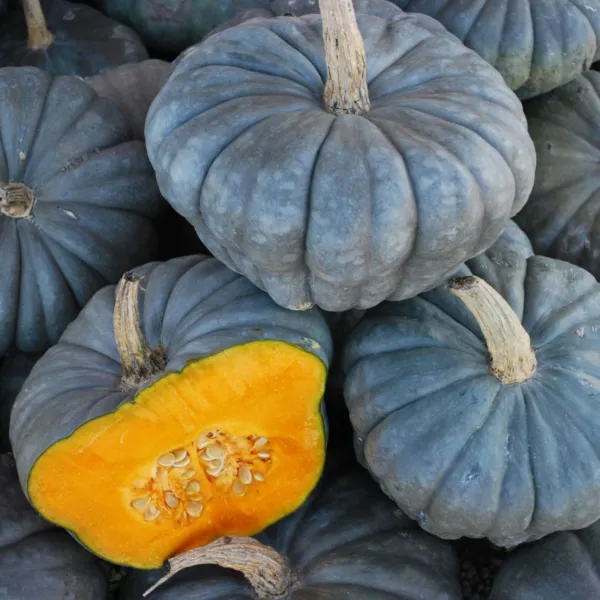 10 Queensland Blue Squash Seeds Big Beautiful Squash Grown In Usa Delici... - £7.21 GBP