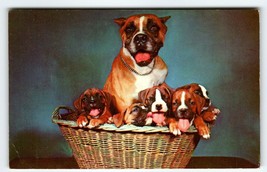 Boxer Mom And Puppy Dogs Sitting In Basket Postcard Chrome Unused Curt Teich - £5.43 GBP