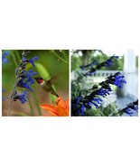 Black and Blue Salvia Plug Starter Plant - $98.46 CAD