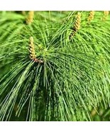 Daun Pinus Kering Pinus sylvestris Leaf (Dried and Powder) - £14.82 GBP