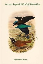 Lophorhina Minor - Lesser Superb Bird of Paradise by John Gould - Art Print - £17.57 GBP+
