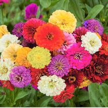 KKG Dahlia Flowered Mix Zinnia Seeds Giant Rainbow Bennarys Big Fresh Ga... - $7.89