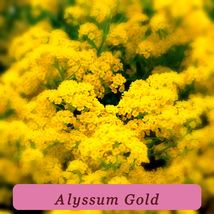 Basket Of Healthy Growth Gold Yellow Alyssum 500 Seeds - $7.95 CAD