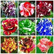 BStore 25 Seeds Mix Color Dragon Rose Seeds Flower Mixed Colors Plant  - £8.42 GBP