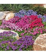 100 Pcs Multicolor Creeping Thyme Bonsai Violet Queen Potted - $17.23 CAD