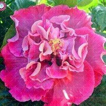 100 Seeds Double Flap Hibiscus Flower Seeds Pink Flowers Garden - £6.72 GBP