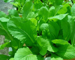 Asian Mustard Green/ Mustasa / Gai Choy/300 Pure Seeds Usa - £4.71 GBP
