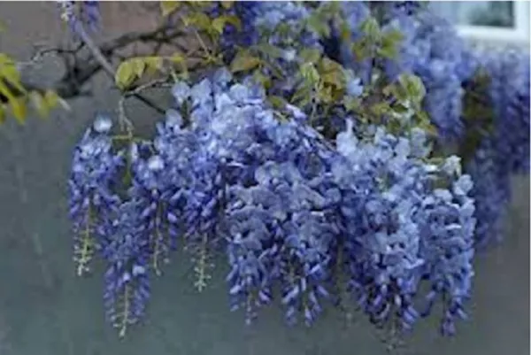 New Fresh 5 Blue Wisteria Seeds Vine Climbing Flower Seed - £10.62 GBP