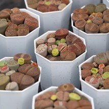 Living Stones Lithops Hallii - 10 Exotic Seeds, Create Your Own Mini Desert Gard - £7.47 GBP