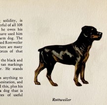 Rottweiler 1939 Dog Breed Art Ole Larsen Color Plate Print Antique PCBG18 - $29.99