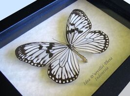 Real Rice Wing Butterfly Idea D’Urvillei Framed Entomology Shadowbox Dis... - $59.00