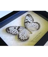 Real Rice Wing Butterfly Idea D’Urvillei Framed Entomology Shadowbox Dis... - $59.00
