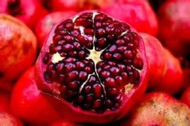 10 Dwarf Sweet Pomegranate Seeds-1056 - £3.17 GBP