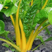 Canary Yellow Swiss Chard Seeds Colorful Salad Fresh Fast Shipping - $3.98