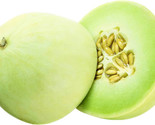 Honeydew Green Flesh Melon Seeds 35 Seeds Non-Gmo Fast Shipping - £6.41 GBP