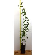 Wonderful pomegranate - 18-24 inches tall - Punica granatum - $49.88 CAD+