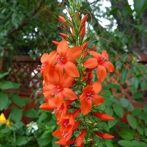 200 Standing Cypress Scarlet Gilia Ipomopsis Rubra Flower Seeds New Fresh Seeds - £12.16 GBP