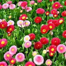400 English Daisy Mix Flower Seeds European Wildflower Spring Blooms Gro... - $2.75
