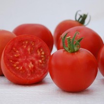 Fast Ship USA Seller 50 Tomato Seeds Manitoba Heirloom Tomatoes Vegetable - £15.63 GBP