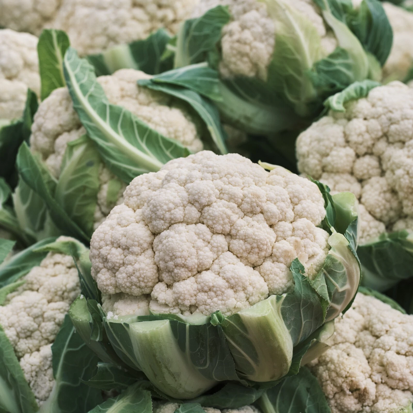 Cauliflower Seeds, Snowball Heirloom, Non-GMO, High Yield, - $2.54