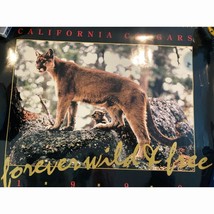 Poster 1990 California Cougar from Mountain Lion Preservation Foundation 20x24 - £9.34 GBP
