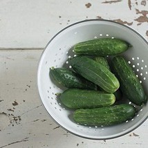 PM Jackson Supreme F1 Cucumber Seeds high yields of Dark Green Pickling Cucumber - £3.89 GBP